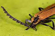 Lycid Beetle (Trichalus ampliatus) (Trichalus ampliatus)